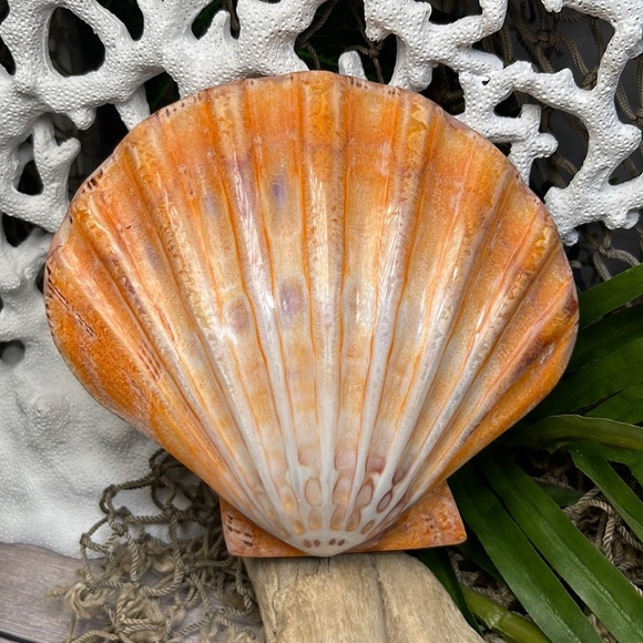 XL Real Double Closed Polished Lion Paws Shell White Coral Purple Beach Coastal - Picture 10 of 17